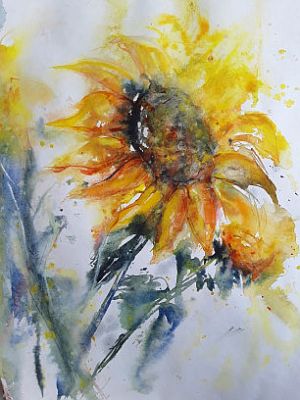 Sonnenblume k